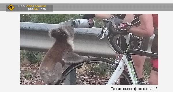 Трогательное фото с коалой