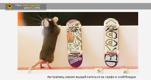 Австралиец научил мышей кататься на серфе и скейтбордах Австралиец научил мышей кататься на серфе и скейтбордах