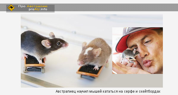 Австралиец научил мышей кататься на серфе и скейтбордах Австралиец научил мышей кататься на серфе и скейтбордах