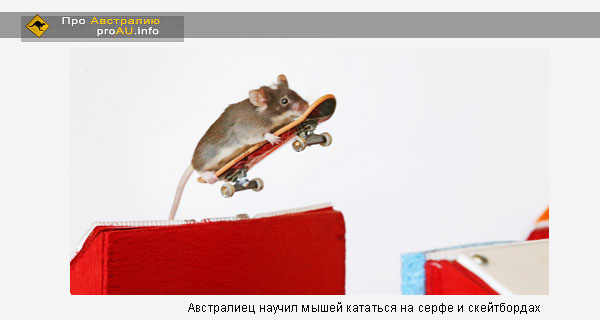 Австралиец научил мышей кататься на серфе и скейтбордах Австралиец научил мышей кататься на серфе и скейтбордах