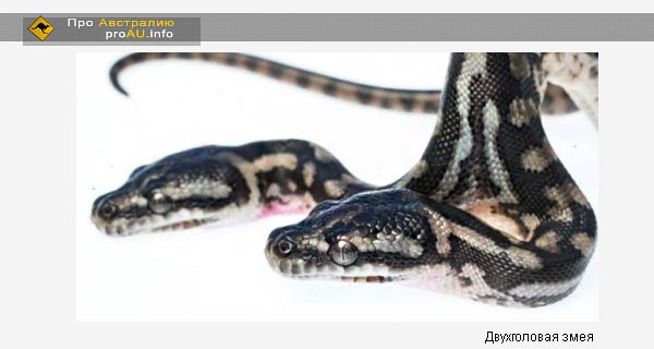 Двухголовая змея