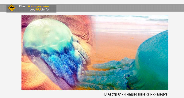 Синие медузы атаковали побережье Голд-Коста/Gold Coast в Австралии 