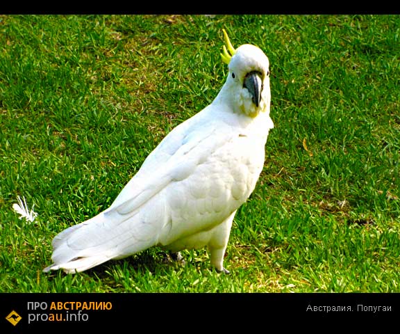 Австралия, попугаи