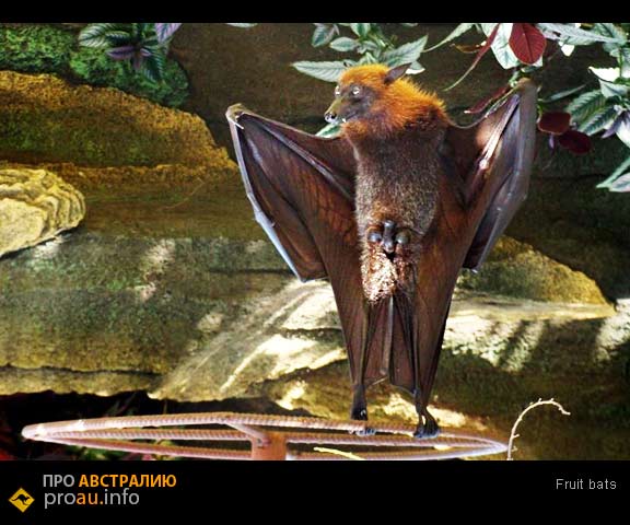 fruit bats