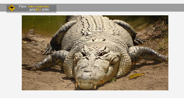 Гребнистый крокодил