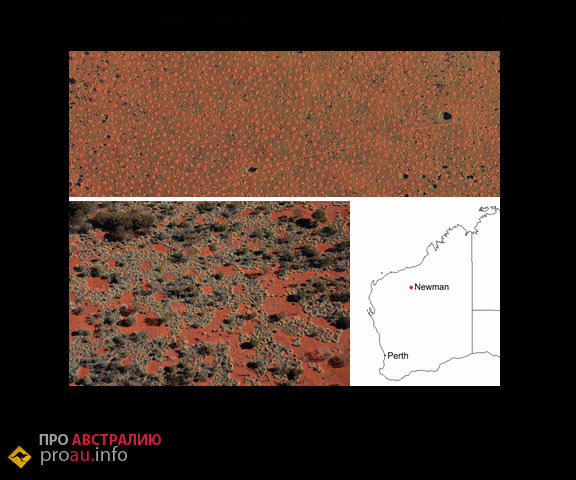 "Ведьмины круги" Австралия