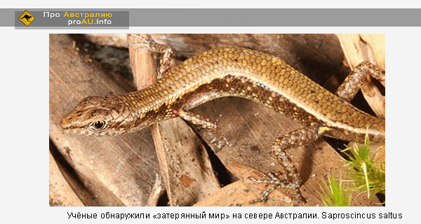 Ящерицы, названные Saproscincus saltus, достигают в длину 4,2 сантиметра. 