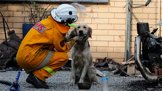 Пожары охватили штаты Виктория и Южная Австралия.