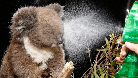 Пожары охватили штаты Виктория и Южная Австралия.